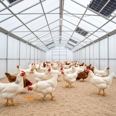 Chickens in a well-designed greenhouse coop